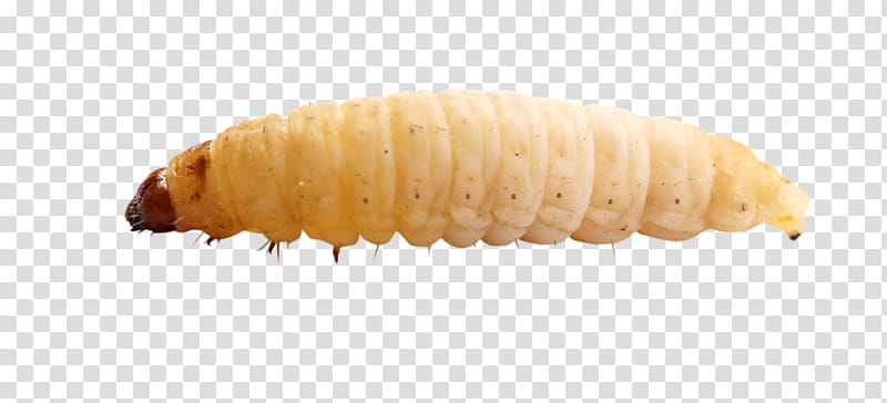 Maggots transparent background PNG clipart.