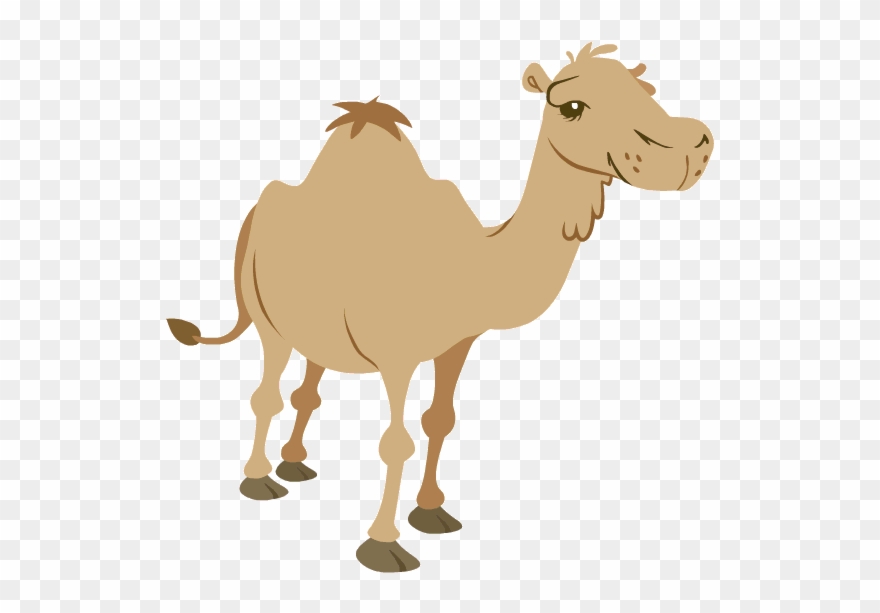 Camel.