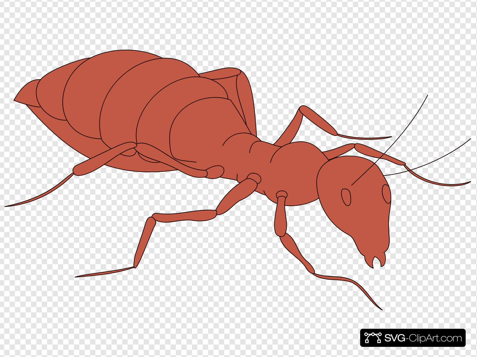 Walking Orange Ant Clip art, Icon and SVG.