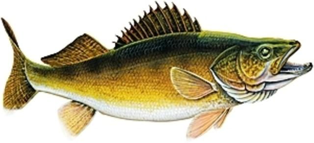 Walleye Clipart.