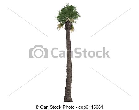 Clipart of Desert Fan Palm or Washingtonia filifera.