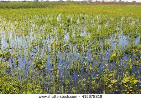 Marsh Stock Images, Royalty.