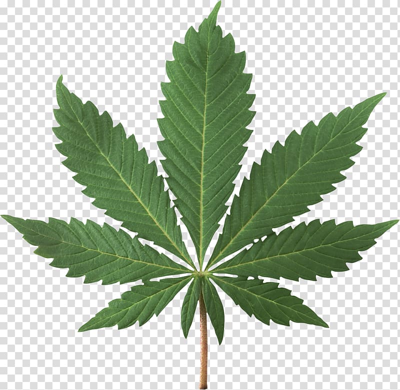 Green leafed plant, Cannabis sativa Cannabis smoking.