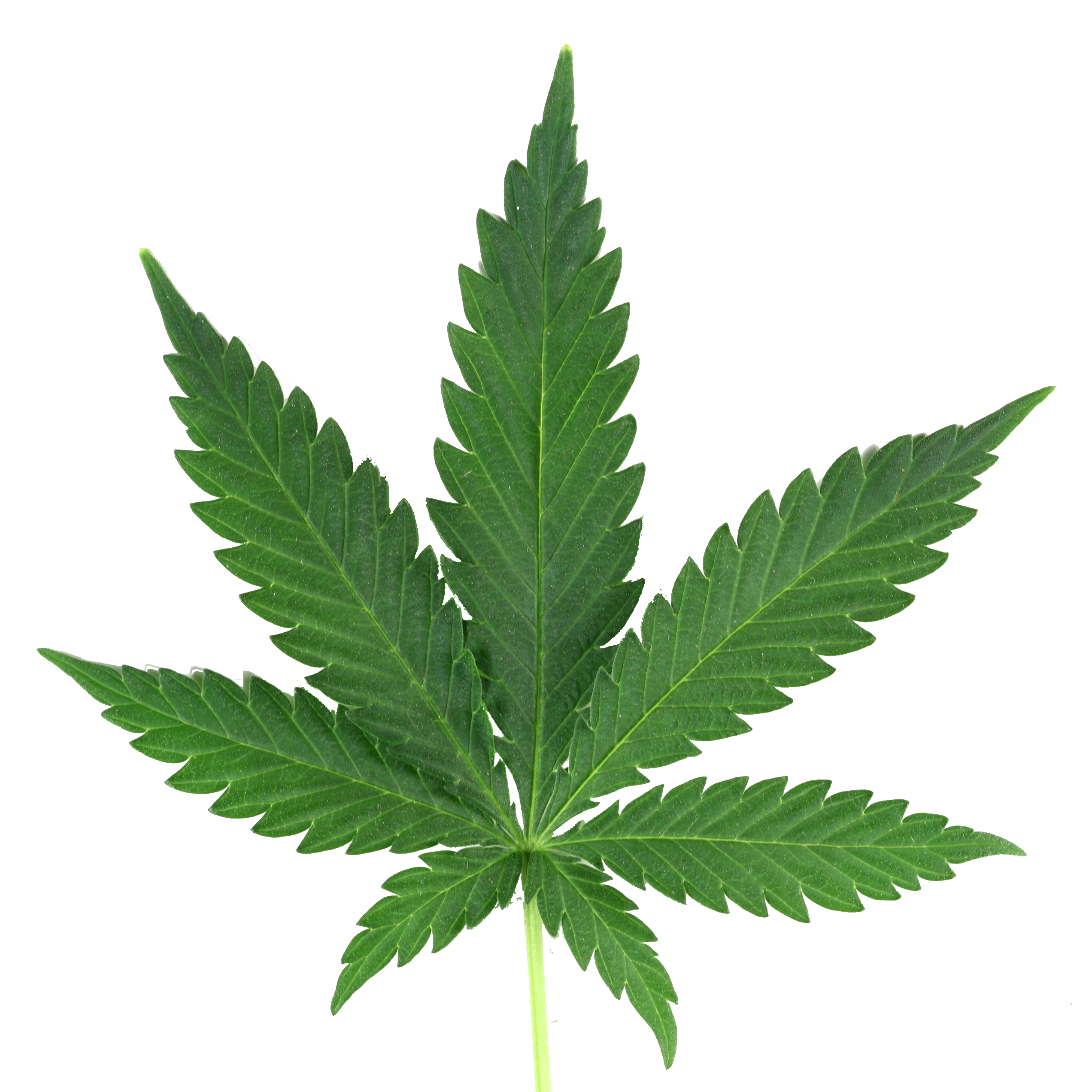 Pot Leaf Png & Free Pot Leaf.png Transparent Images #10360.