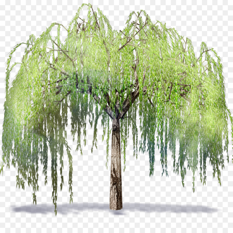 Family Tree Backgroundtransparent png image & clipart free download.