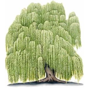 192 Willow Tree free clipart.