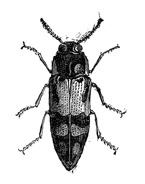 Drawing Of Weevils Clip Art, Vector Images & Illustrations.