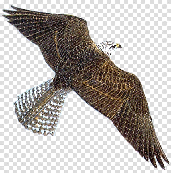 Peregrine falcon , Grand Kartal Hotel transparent background.