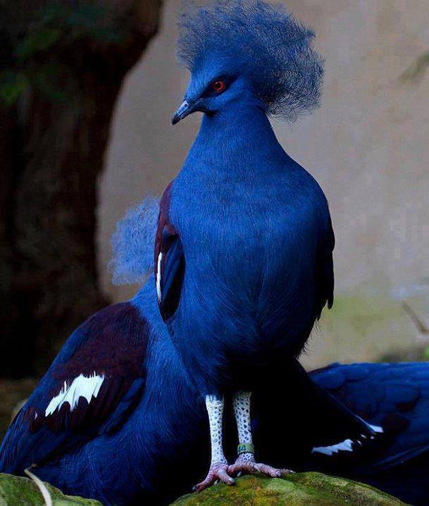 Beautiful Blue Crowned Pigeon. #Amazing #Animals Amazing.pk.