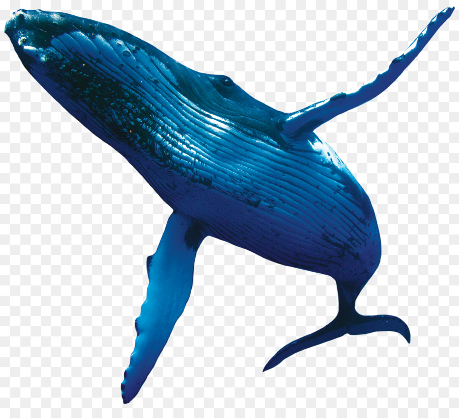 Whale Cartoon png download.