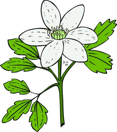 Anemone Piperi Windflower clip art Free Vector.