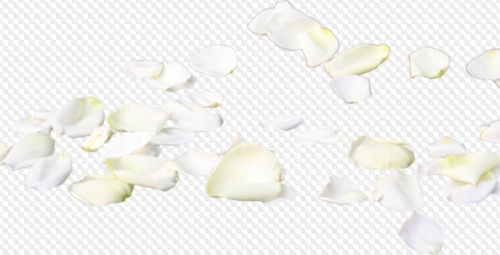 Falling Rose Petals Png (105+ images in Collection) Page 2.