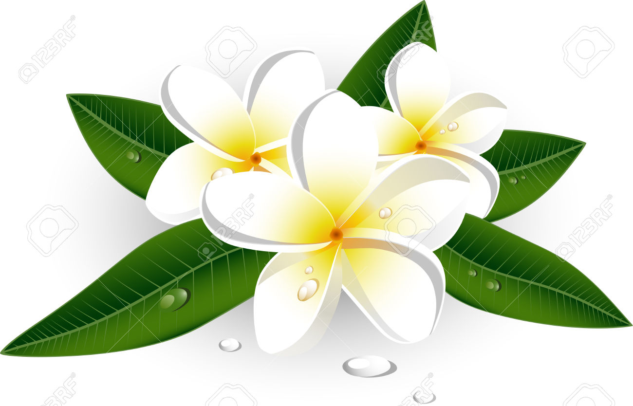 Frangipani Flower Clipart.