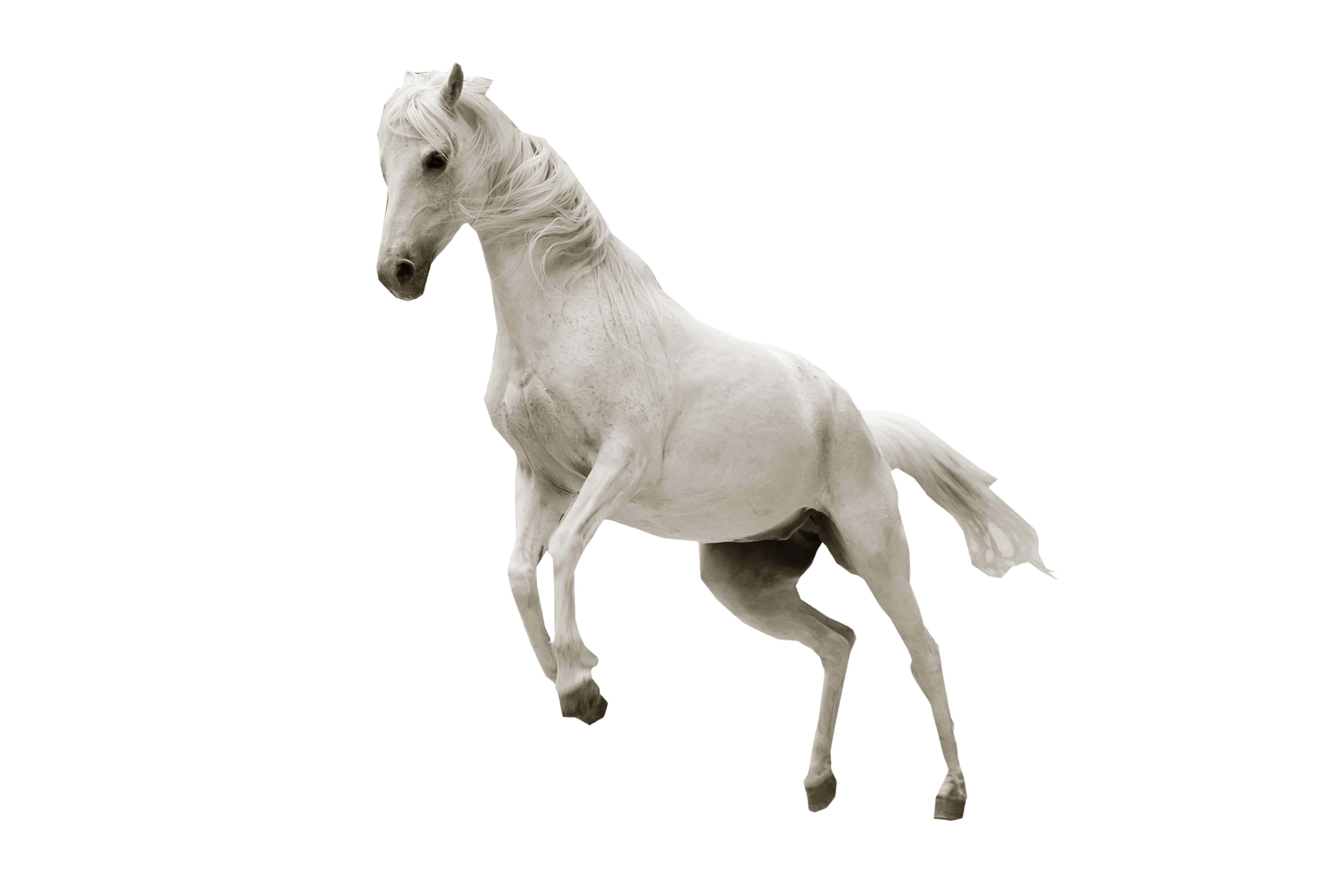 White Horse Jumping PNG Image.