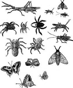 Insect Clipart Black And White Image bugs.