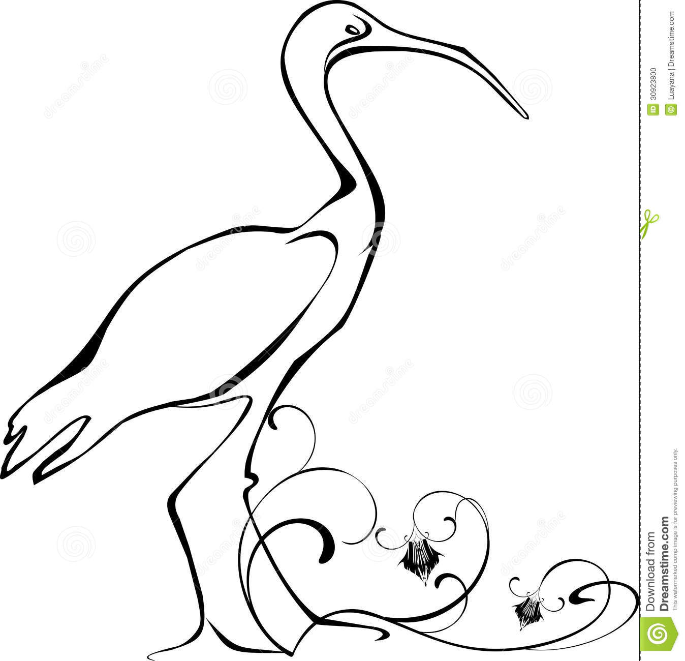 White Ibis Stock Illustrations.