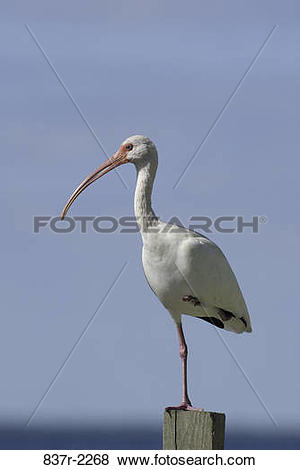 Pictures of White Ibis standing on one leg 837r.