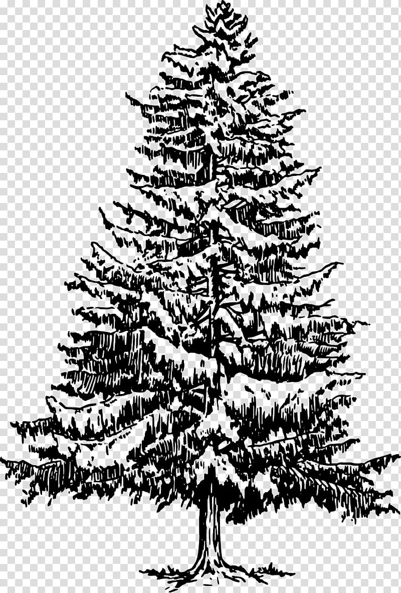 Eastern white pine Tree Drawing , pine tree transparent background.