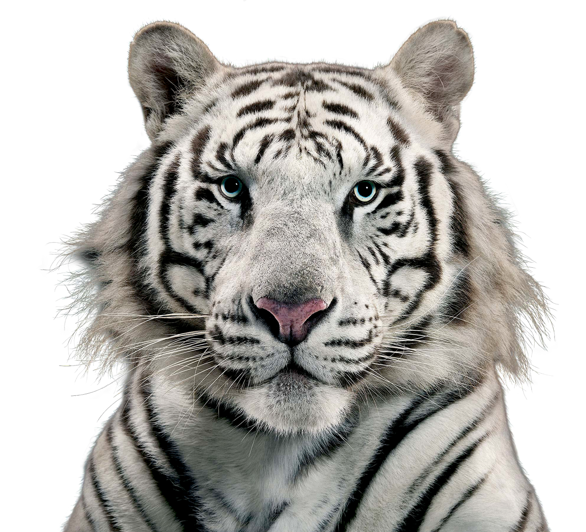 White Tiger PNG Image.