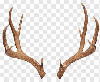 Deer Antlers cutout PNG & clipart images.