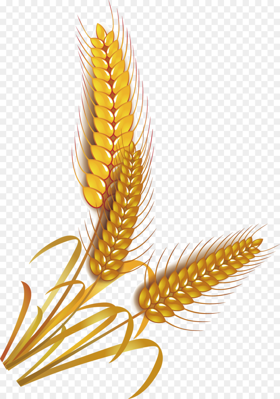 2346 Wheat free clipart.