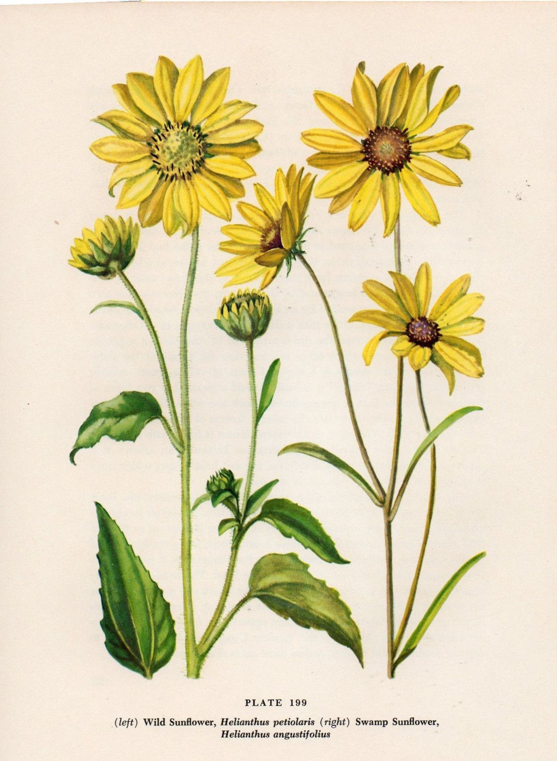 coneflower botanical.