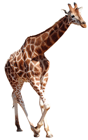 Download Free png Wild Animals PNG PlusPNG.com.