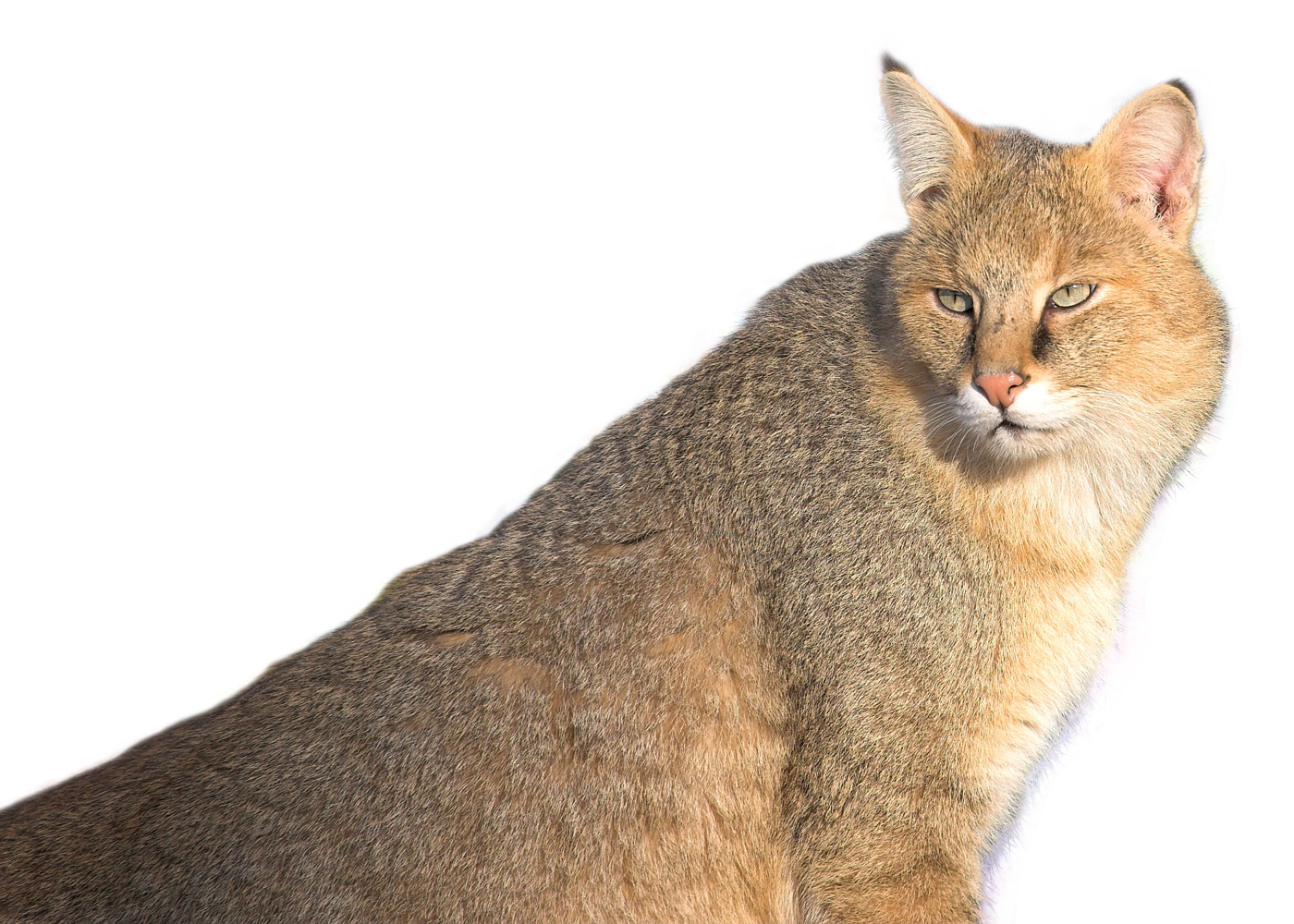 Jungle Cat PNG Image.