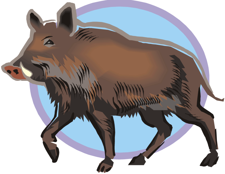 Hog clipart common animal, Hog common animal Transparent.