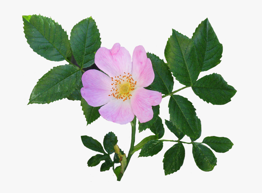 Wild Rose Flower And Leaves.