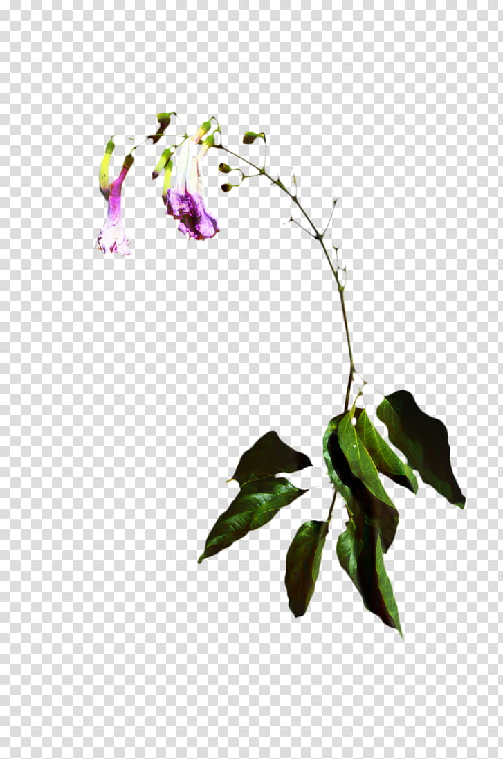 Wilted Flower transparent background PNG cliparts free.