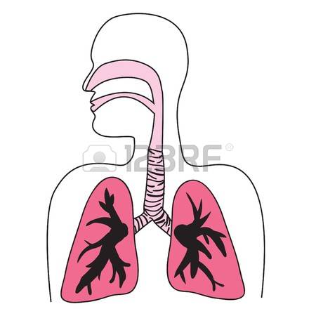 Windpipe Stock Photos Images. Royalty Free Windpipe Images And.