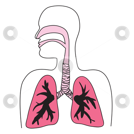 Human Respiratory System Diagram stock vector.