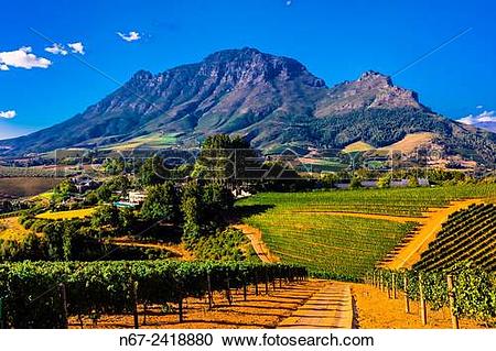 Stock Photography of Vineyards, Delaire Graff Estate, Helshoogte.