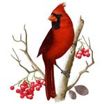 Free Cardinal Winter Cliparts, Download Free Clip Art, Free.