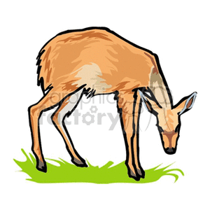 Young deer with its winter coat clipart. Royalty.