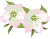 Christmas rose clipart.