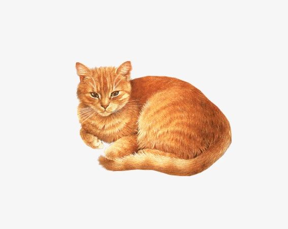 Tabby Cat PNG, Clipart, Animal, Backgrounds, Beautiful, Cat.