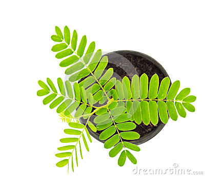 Tamarind (Tamarindus Indica) Stock Photos.