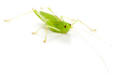 Tettigonia Viridissima, Great Green Bush.