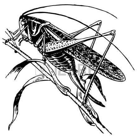 2,190 Grasshopper Stock Illustrations, Cliparts And Royalty Free.