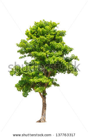 Deciduous Leaves White Background Stock Photos, Royalty.