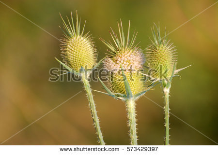 Teasel Stock Photos, Royalty.