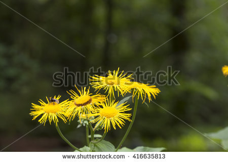 heartleaf Oxeye" Stock Photos, Royalty.