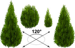 Thuja Stock Illustrations.