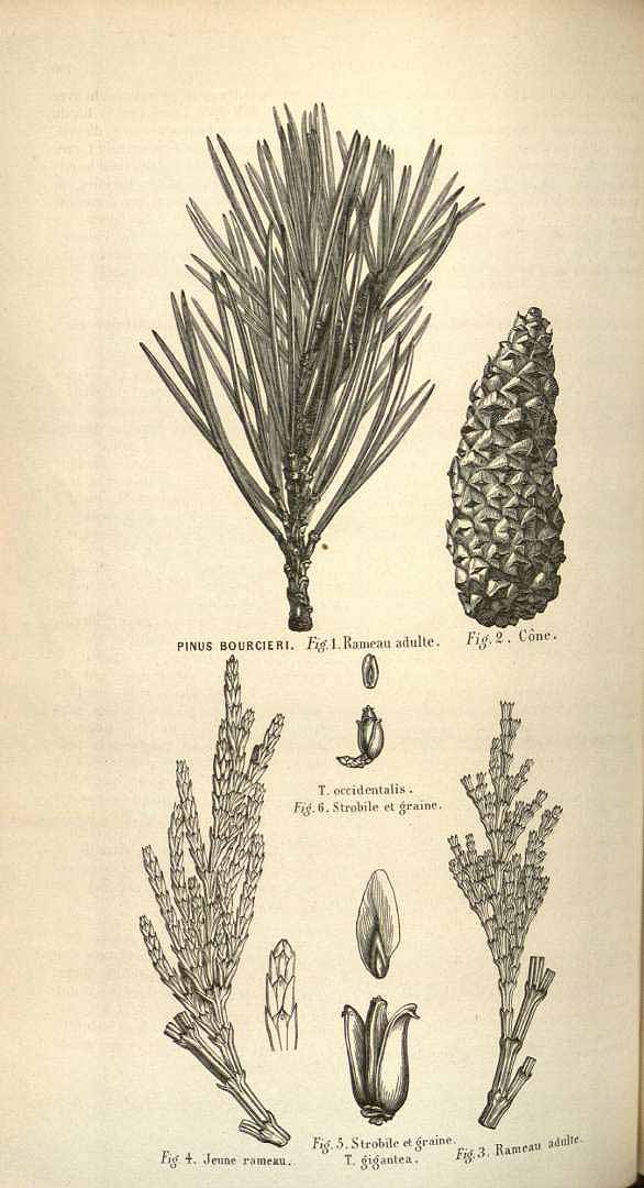 Thuja plicata Donn ex D. Don [as Thuja gigantea Nutt.] Giant Arbor.