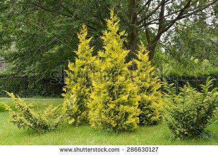 Thuja Occidentalis Stock Images, Royalty.