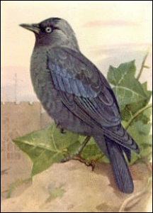 Jackdaw Clip Art Download.