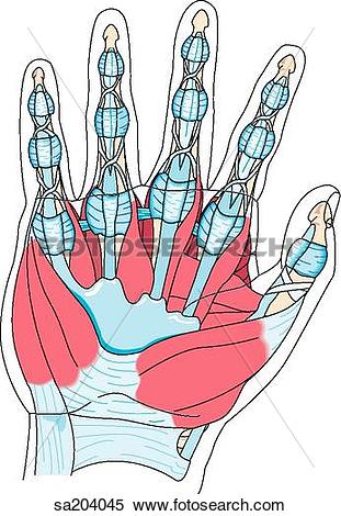 Stock Illustration of Palmar view of the muscles of the hand and.