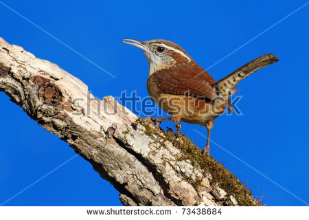 Carolina Wren Stock Images, Royalty.